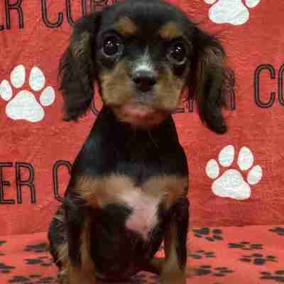 Cavalier corral king charles spaniels ohio cavapoos