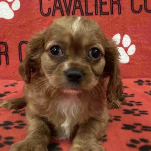Male Cavalier Puppy 11
