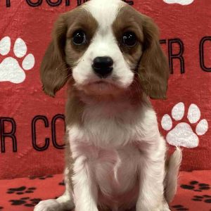 Male  Cavalier Puppy 3